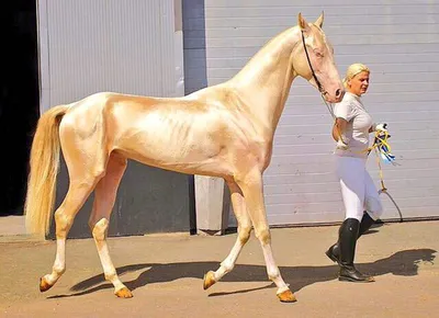Самая красивая лошадь в мире фото