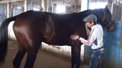 Красивая поступь иноходца, принесшего хозяину \"700 лошадей\" - 11.11.2015,  Sputnik Кыргызстан
