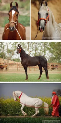 Самые красивые лошади в мире. Красивые породы лошадей (+ФОТО)