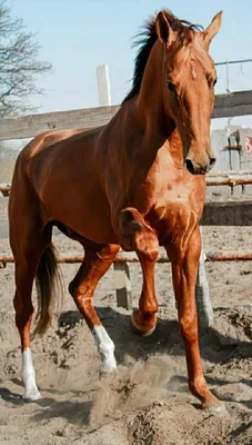 Про100 красивые ЛОШАДИ (https://www.ok.ru/group/55394367832255/settings) |  Лошадиные породы, Красивые лошади, Фотографии лошадей