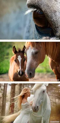Самые красивые лошади в мире. Красивые породы лошадей (+ФОТО)