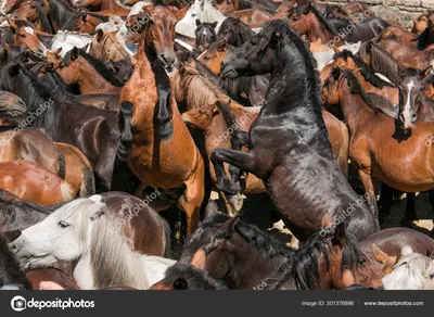 ⬇ Скачать картинки Испанский лошадей, стоковые фото Испанский лошадей в  хорошем качестве | Depositphotos