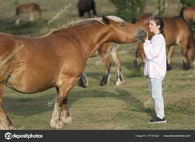 Гиганты конного мира: Лошадь-бочка – это комплимент!