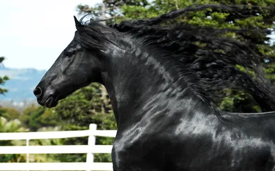 Катание верхом, обучение верховой езде и фотосессия с лошадьми