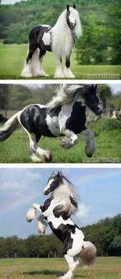 Породистая дикая лошадь стоковое фото ©camaralenta 148641519