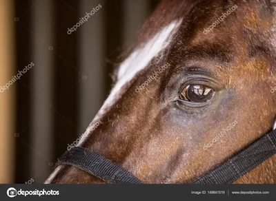 Тинкер лошади: фото, история, экстерьер, масти, характеристика