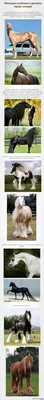 Закройте вверх лошади племенника в конюшне на сельском стержне F лошади  Стоковое Фото - изображение насчитывающей уши, зеленый: 132644436