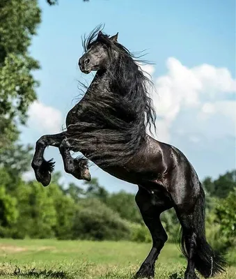 Красивые породистых лошадей фото