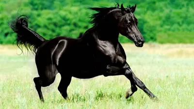 ТОП 10 самых дорогих пород лошадей в мире — рейтинги на VeV.ru