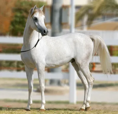 Арабские лошади: фото, история, характеристика, типы лошадей, уход, скачки,  стоимость