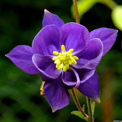 Фиолетовый цветок под названием аквилегия — Фото на аву