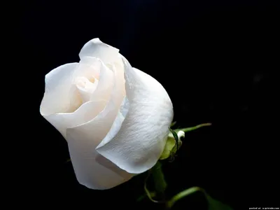 Красивые Розы цветы картинки - 1201 фото обои на рабочий стол галерея 1 -  Фото мир природы