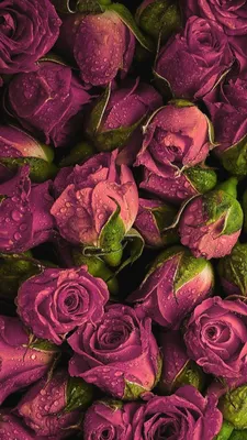 Красивые цветы на ватсап - 35 фото