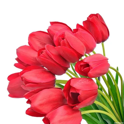 Цветы, #Тюльпаны, #аватары, #картинки, #фото, #авы,  https://avatarko.ru/kartinka/6092 | Тюльпаны, Красные тюльпаны, Красивые  цветы