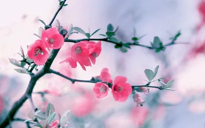 Картинки на аву цветы (64 фото) | Hd flower wallpaper, Floral wallpaper  desktop, Spring wallpaper