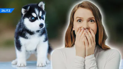 Купить щенка Сибирской хаски в Санкт-Петербурге 🐶 цены на собак породы  сибирская хаски