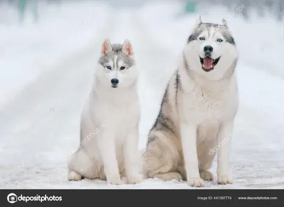 Обои щенок, привлекательность, собака породы, Сахалинская хаски,  миниатюрный Сибирский хаски для HD Samsung Galaxy S3/J3/J4/J5, Meizu M5,  Sony Xperia L1/L2 бесплатно, заставка 720x1280 - скачать картинки и фото