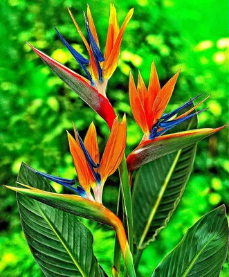 Экзотические редкие красочные тропические цветы. Крупный план. Красивые и  яркие цветы Шри-Ланки . стоковое фото ©ilona.simakova 239836058