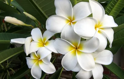 Самые красивые цветы в мире: Фото и описание
