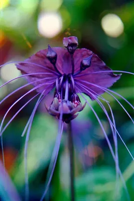 Красивые цветы экзотических орхидей закрываются Стоковое Фото - изображение  насчитывающей макрос, конец: 159735494