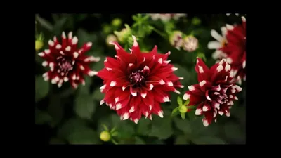 Экзотические цветы - 84 фото