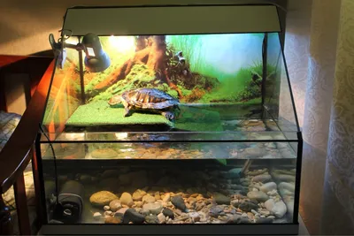 Содержание красноухой черепахи в аквариуме