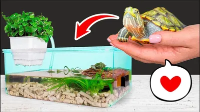 Как построить террариум для красноухих черепах дома - YouTube