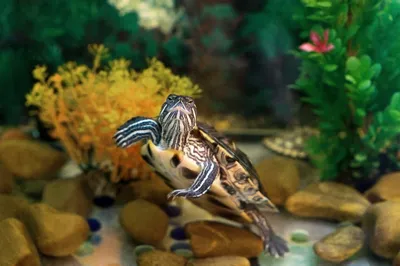 Красноухая черепаха аквариум фото