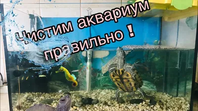 Красноухая черепаха. Как правильно чистить аквариум и меня воду для черепахи  - YouTube
