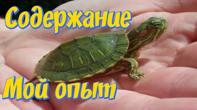 Красноухие черепахи аквариум! Мой опыт содержания! - YouTube