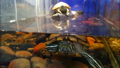 Красноухие черепахи - Описание, содержание и уход - YouTube