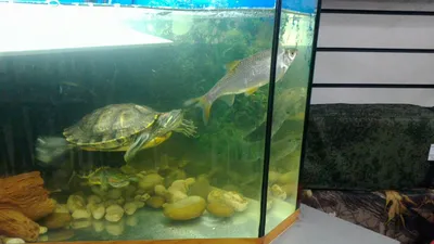 Можно ли держать черепаху в аквариуме с рыбками: советы специалистов