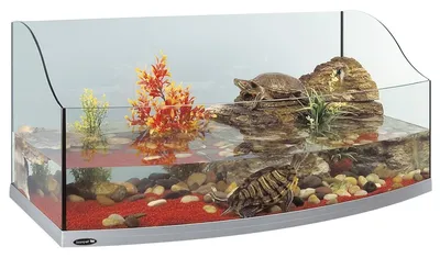 Содержание красноухой черепахи в аквариуме