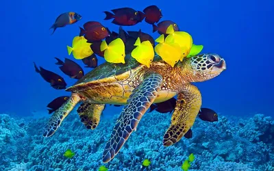 Аквариумные черепахи: популярные виды и совместное содержание с рыбками