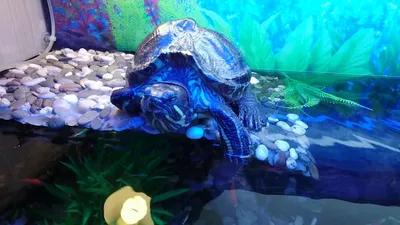 Красноухая черепаха с рыбками | Аквариум по размерам