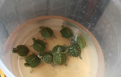 Живая водяная черепаха - не сувенир с моря | Аквариум в траве | Дзен