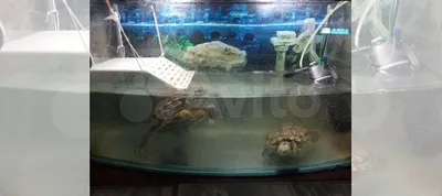 Красноухая черепаха с аквариумом купить в Санкт-Петербурге | Животные и  зоотовары | Авито