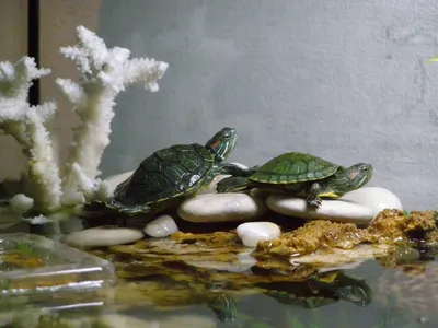 Оборудуем аквариум и террариум для черепах разного вида