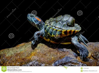 Черепаха в аквариуме стоковое фото. изображение насчитывающей тропическо -  113231846