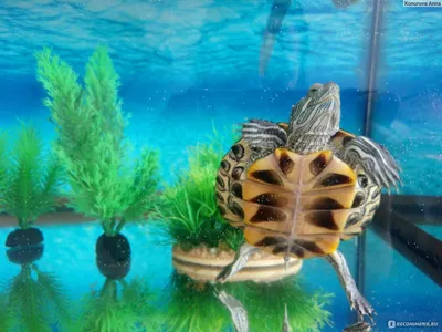 Красноухая черепаха / Trachemys scripta - «Необычный домашний любимец или  хищный монстр в аквариуме!» | отзывы