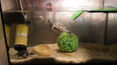 Охота красноухой черепахи за рыбой - YouTube