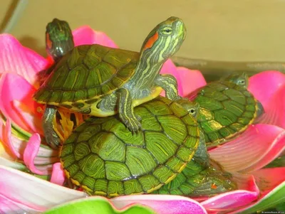 Аквариум для красноухой черепахи | Подводный мир