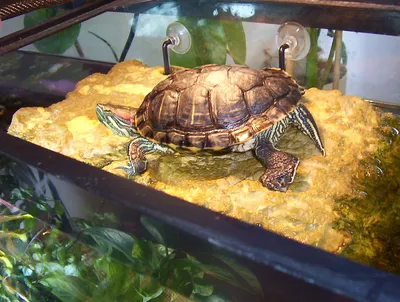 Красноухая черепаха (пресноводная): содержание, фото, видео