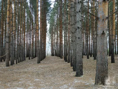 26 апреля в Красноярске ожидается до +12 °C, преимущественно без осадков -  ИА REGNUM