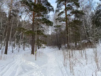 В Красноярске 26 февраля ожидается до -5 градусов мороза — Новости 7  канала, Красноярск