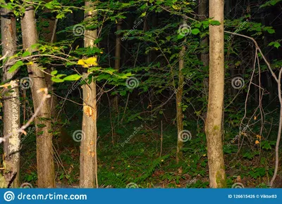Красота русской природы Лес ночи Стоковое Фото - изображение насчитывающей  ñˆð°ñ„ñ‚, ð¸: 126615426