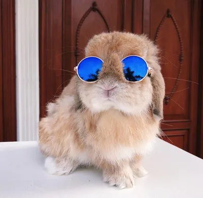 Кролик в очках фото