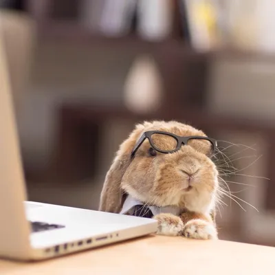 Картина «Милый кролик в очках» | PrintStorm