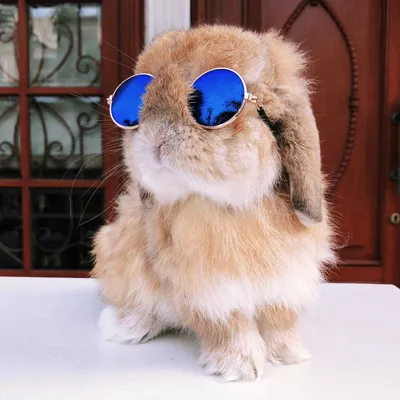 Термотрансф \"Кролик в очках\" – купить на Ярмарке Мастеров – PJ5UERU |  Термотрансферы, Москва