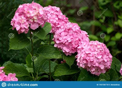 Красивые розовые большие цветы гортензии: Стоковое Фото - изображение  насчитывающей естественно, украшение: 193156718